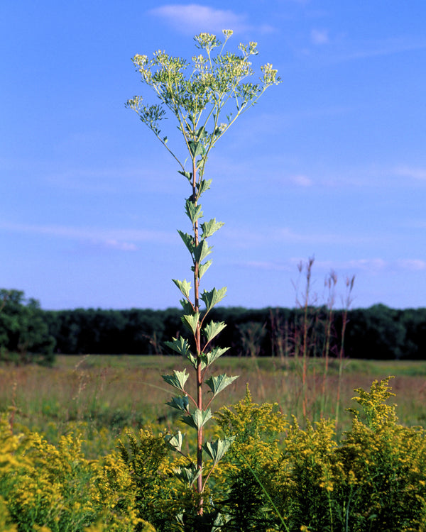 Pale Indian Plantain