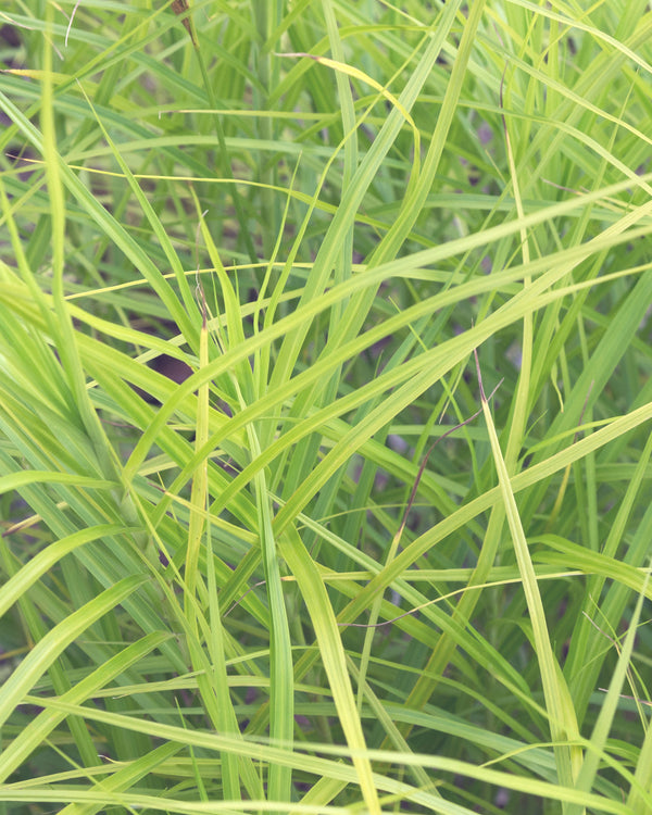 Palm Sedge