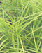 Palm Sedge