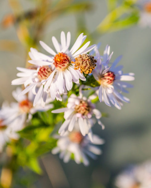 Panicled Aster