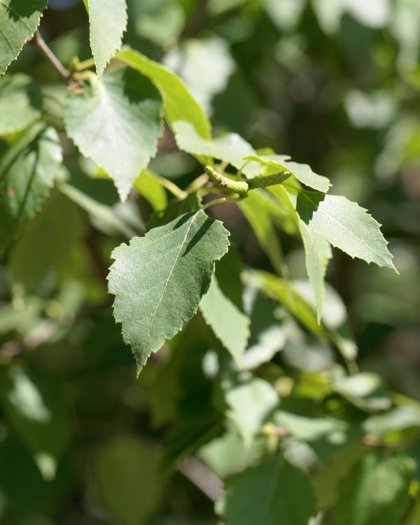 Paper Birch