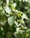 Paper Birch
