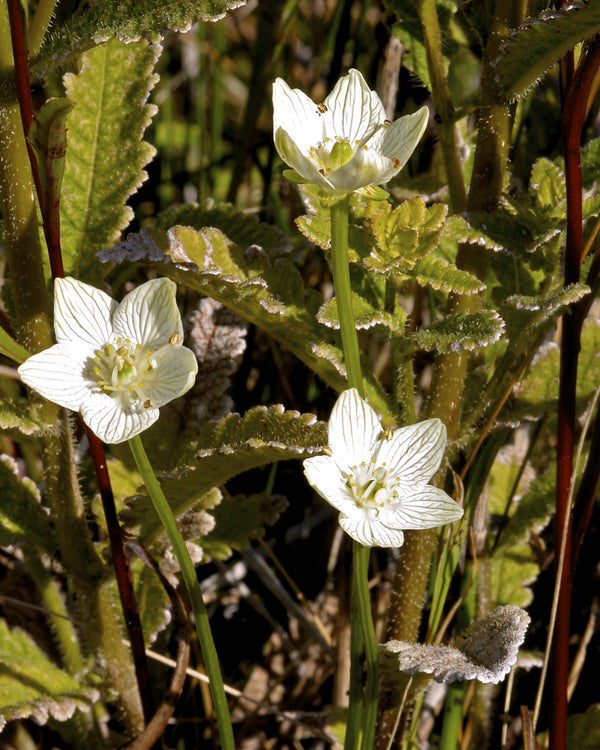 Fen Grass of Parnassus