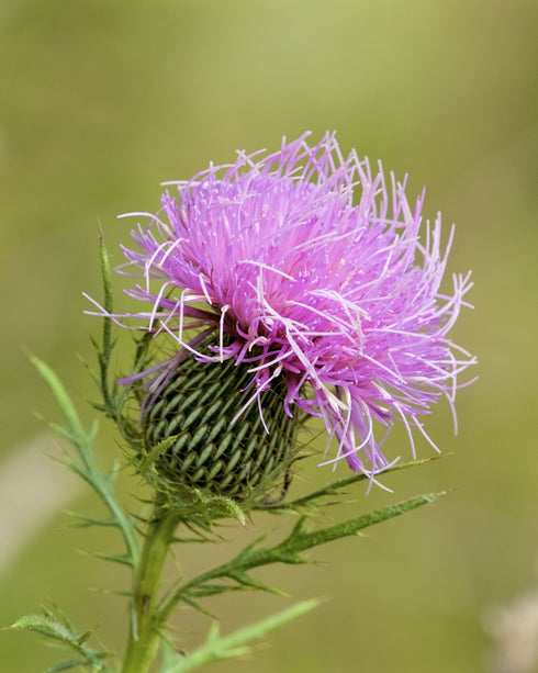 Pasture Thistle
