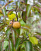 Persimmon