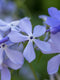 Wild Blue Phlox