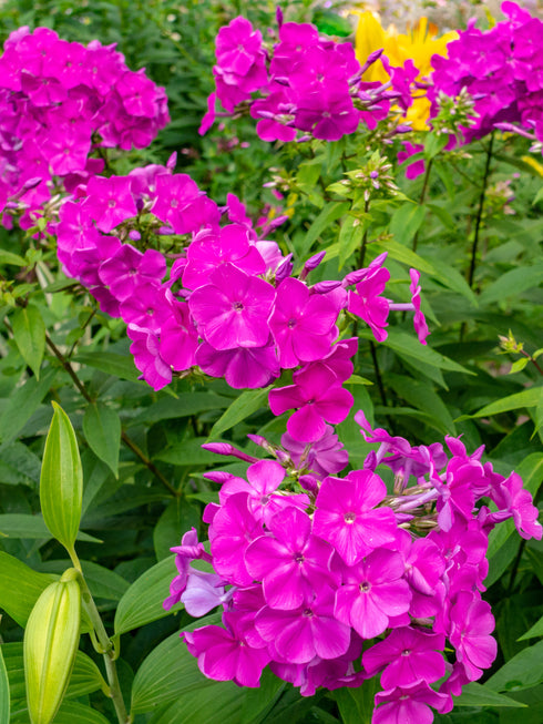Garden Phlox