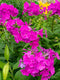 Garden Phlox