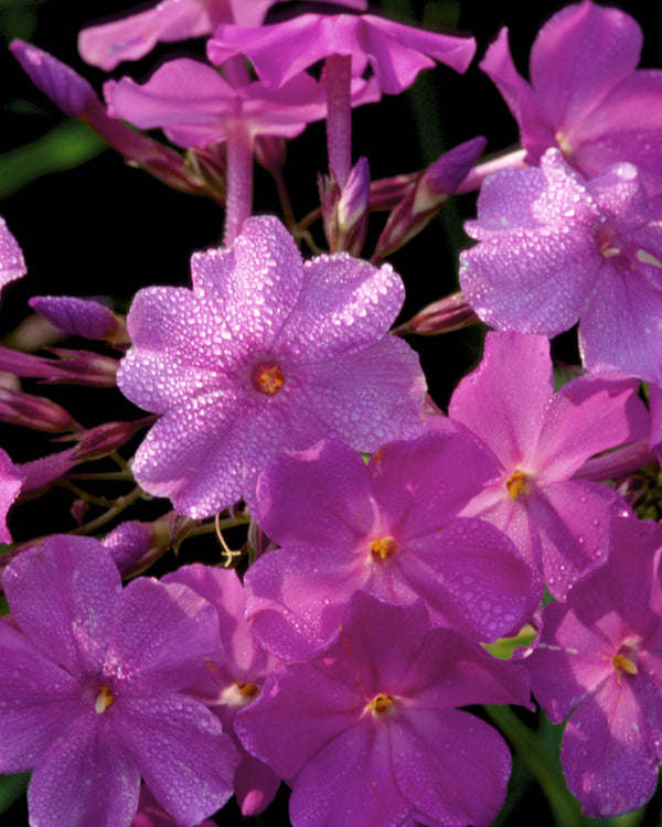 Marsh Phlox