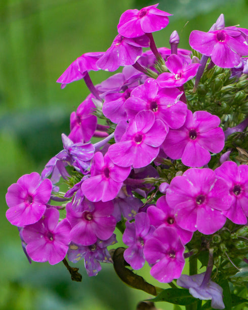 Meadow Phlox