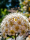 Prairie Ninebark
