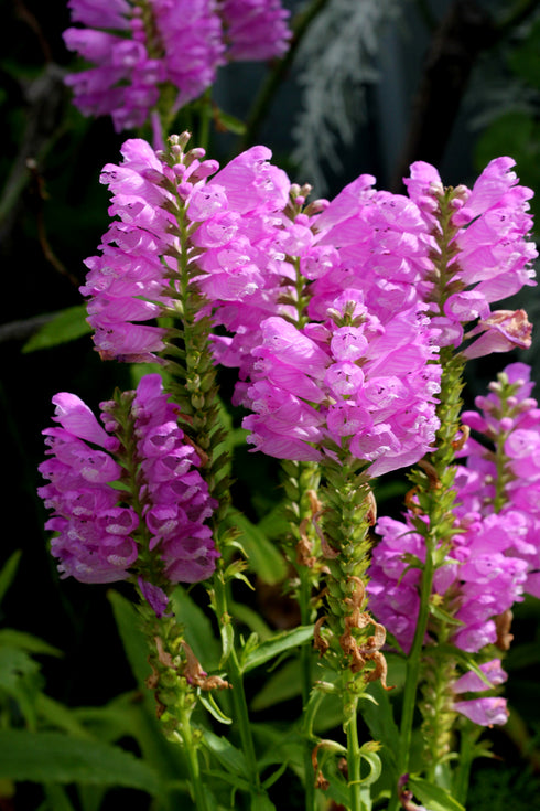 Obedient Plant