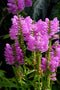 Obedient Plant