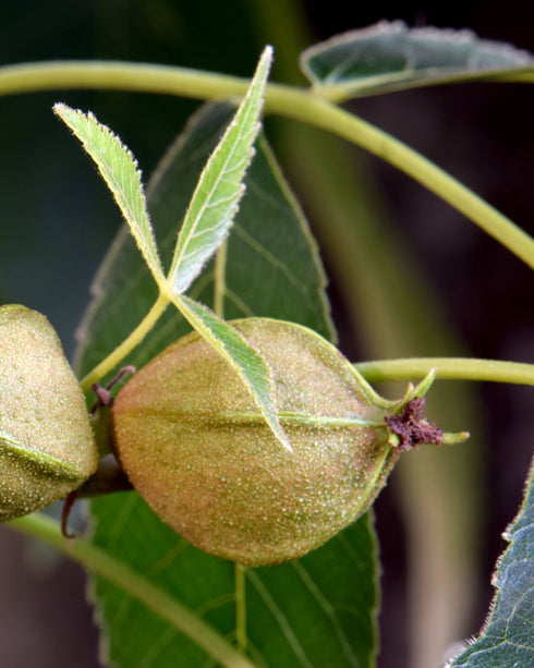 Pignut Hickory