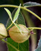 Pignut Hickory