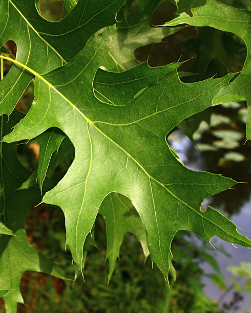Pin Oak
