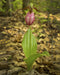 Pink Lady's Slipper