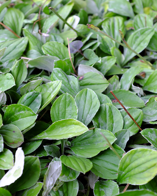 Plantain-leaved Pussytoes