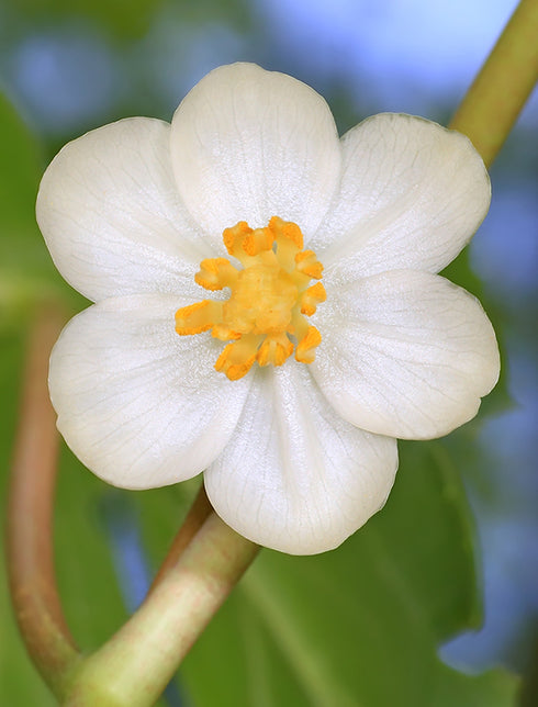 May Apple