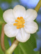 May Apple