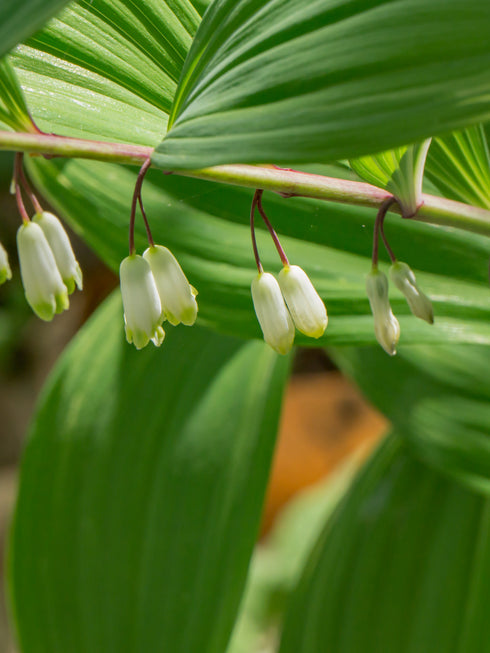 Solomon's Seal