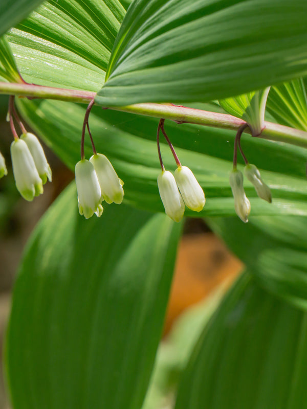 Solomon's Seal
