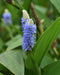 Pickerelweed