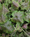 Prairie Alumroot