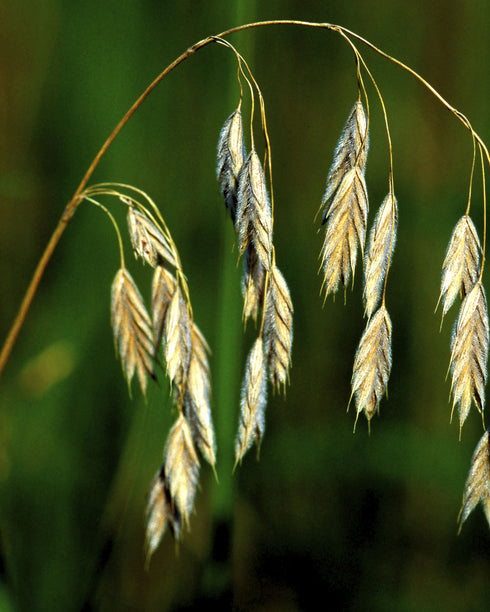 Prairie Brome