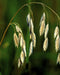 Prairie Brome