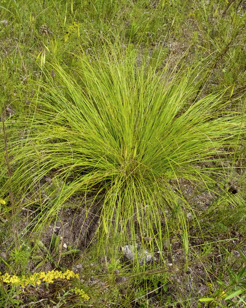 Prairie Dropseed