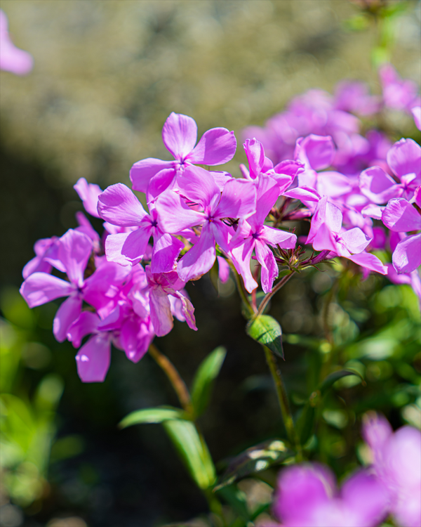 Prairie Phlox