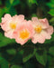 Prairie Wild Rose