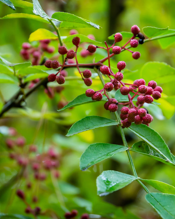 Prickly Ash