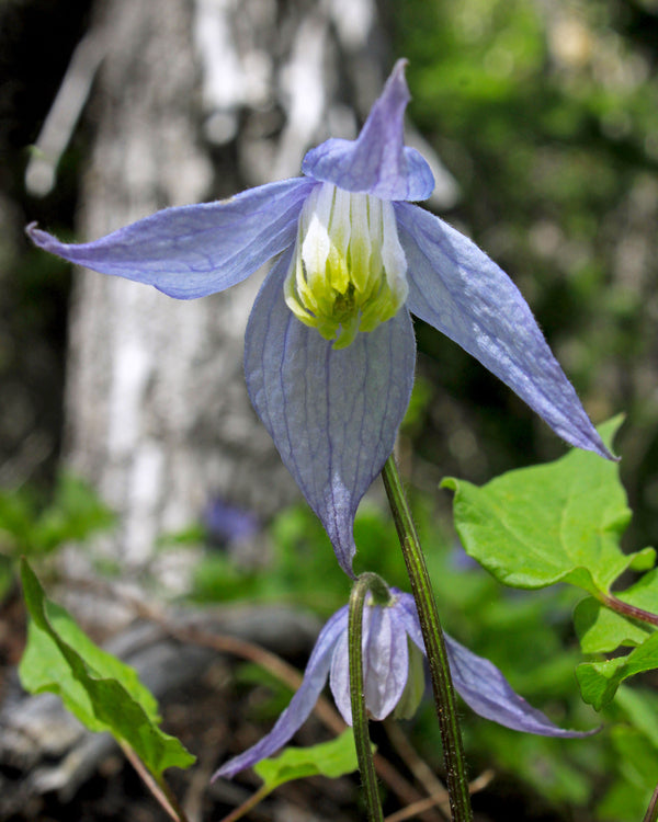 Purple Clematis