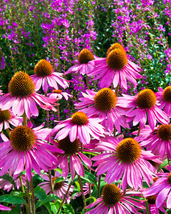 Purple Coneflower
