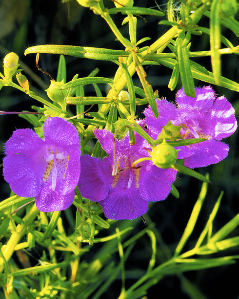Purple False Foxglove & Path Rush