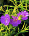 Purple False Foxglove & Path Rush
