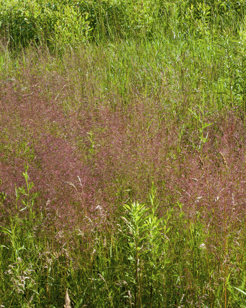 Purple Love Grass