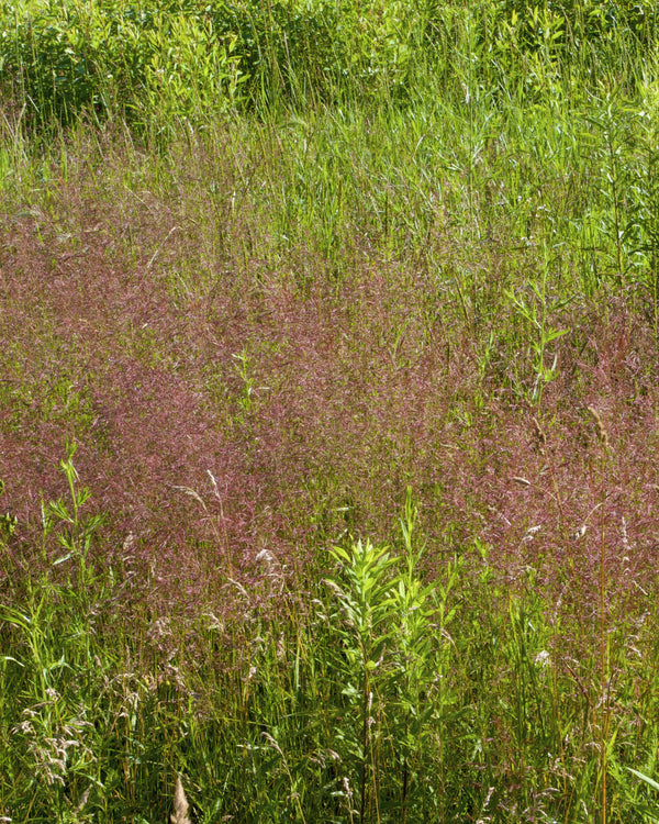 Purple Love Grass