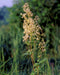 Purple Meadow Rue