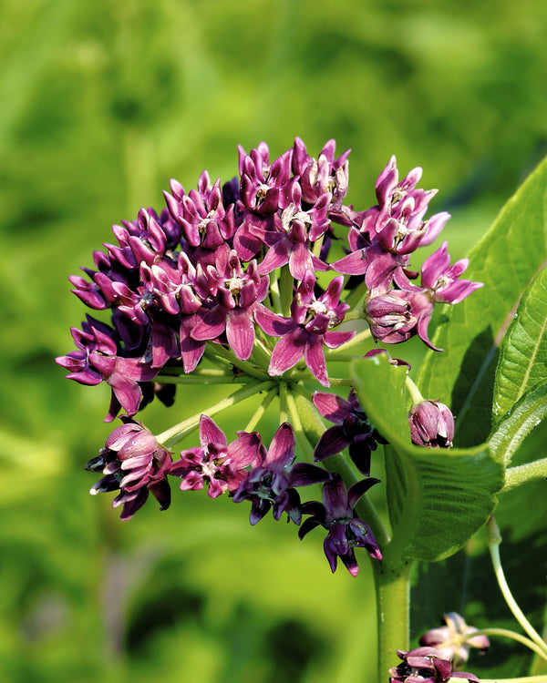 Purple Milkweed