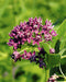 Purple Milkweed