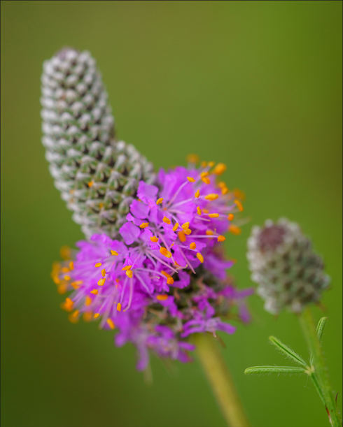 Purple Prairie Clover