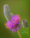Purple Prairie Clover