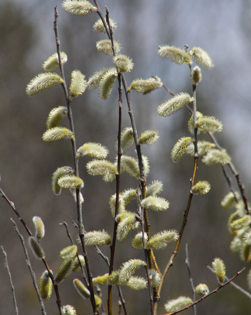 Pussy Willow