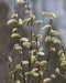 Pussy Willow
