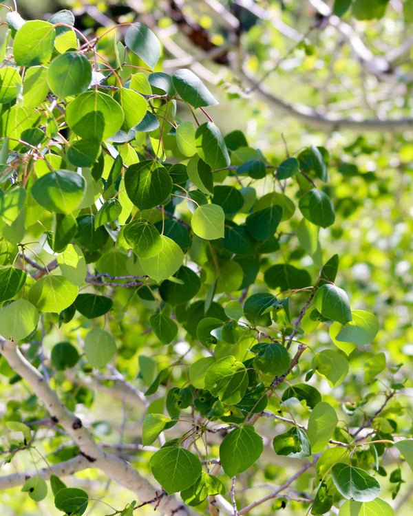Quaking Aspen
