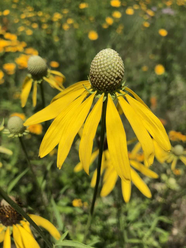 Gray-headed Coneflower