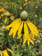 Gray-headed Coneflower